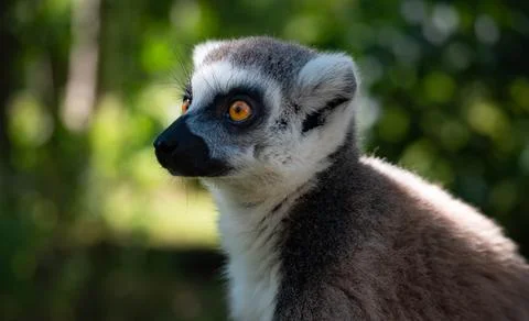 Ring tailed lemur profile portrait looking side with orange eyes Photos