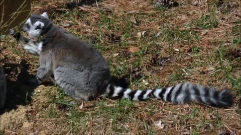 Ring tailed Lemur pulling branches Video stock 1897851