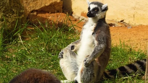 A ring-tailed lemur relaxing Stock Footage 271370608