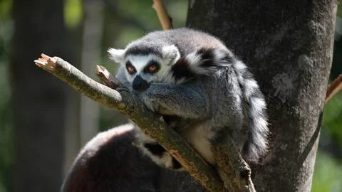 Ring-tailed lemur resting head on branch with bright orange eyes focused forward Stock Photos