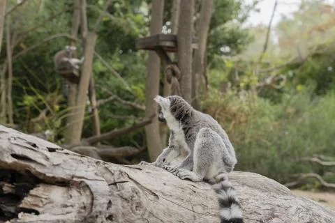 Ring-tailed lemur resting on a log in its natural habitat Stock Photos
