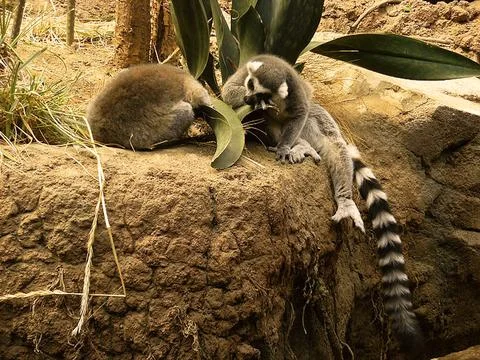 Ring-tailed lemur resting Stock Photos