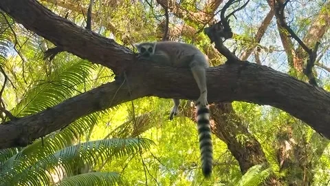 Ring tailed lemur resting on tree branch in tropical habitat Stock Footage 338327145
