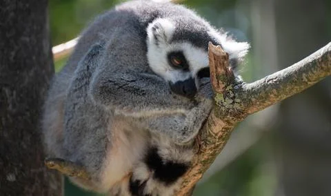 Ring-tailed lemur resting on a tree branch in bright natural sunlight Fotos de archivo