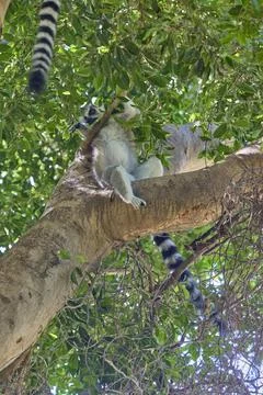 Ring tailed lemur resting on tree branch in tropical forest 스톡 사진