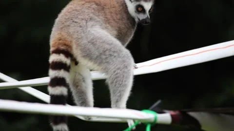 Ring-tailed lemur on rope bridge, tail swinging, alert expression 库存影片 338008922