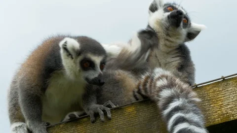 Ring Tailed Lemur scratching itself and licking foot Stock Footage 114666056