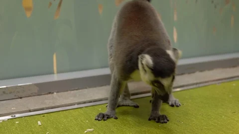 Ring-tailed Lemur screams. Lemur tropical animal Stock Footage 117619487