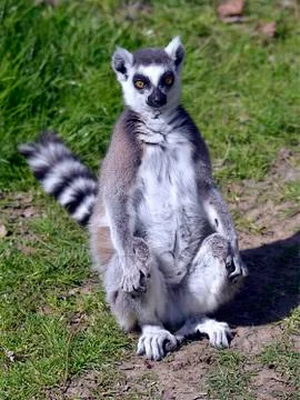 Ring-tailed lemur seating on grass Stock Photos