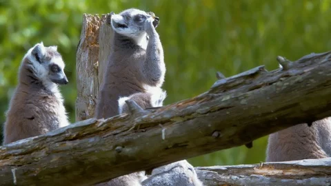 Ring Tailed Lemur shielding its eyes from the sun Stock Footage 114970910