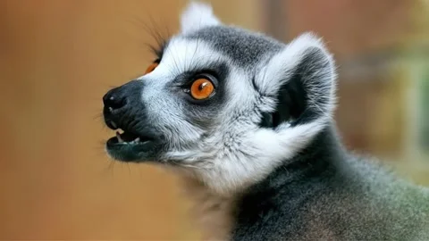 Ring Tailed Lemur Side Profile Close Up Vídeo Stock 336267926