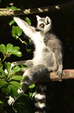 Ring-tailed lemur sit on a tree branch Stock Photos