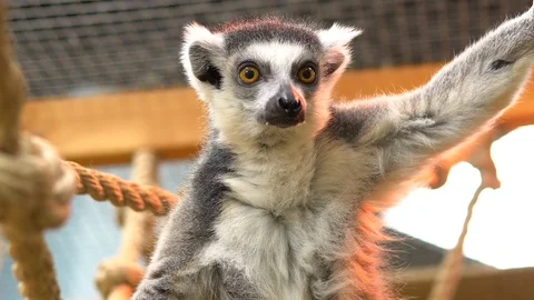 Ring-tailed lemur Sits on a branch and looks. Lemur tropical animal Stock-Footage 117615293