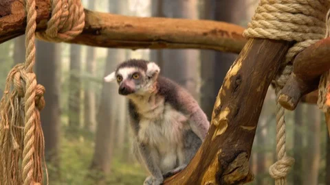 Ring-tailed lemur Sits on a branch and looks. Lemur tropical animal Stock Footage 117618563