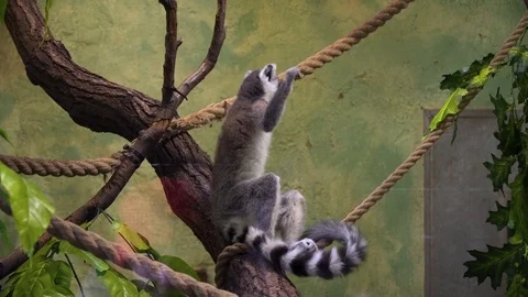 A Ring Tailed Lemur sits on a rope at the Krakow zoo, Poland 動画素材 127002460