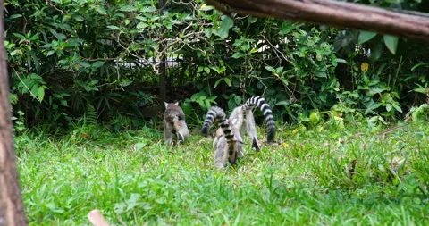 Ring-tailed lemur sits in shade of tree then walks away Ring-tailed lemur, Lemur Stock Footage 295279636