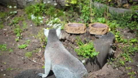 Ring-tailed lemur sits on a tree stump and looks around, 4K Stock Footage 145735549