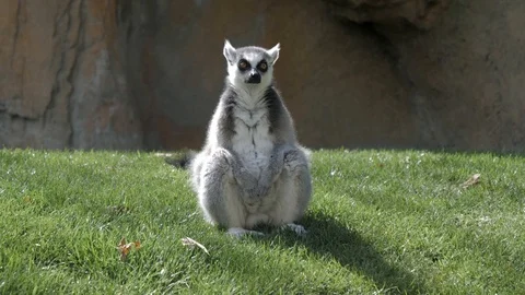 Ring-tailed lemur sitting 4k Видео 106017080