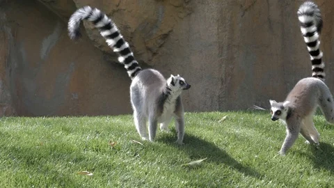 Ring-tailed lemur sitting 4k Stock Footage 106017239