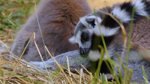 Ring-tailed lemur sitting around Stock Footage 253551318