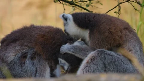 Ring-tailed lemur sitting around Stock Footage 253576826