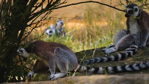 Ring-tailed lemur sitting around Stock Footage 253577913