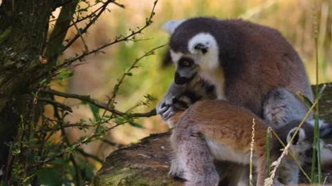 Ring-tailed lemur sitting around Stock Footage 253580752