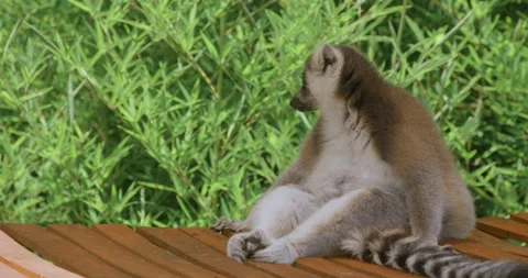Ring Tailed lemur sitting down Stock Footage 159522440