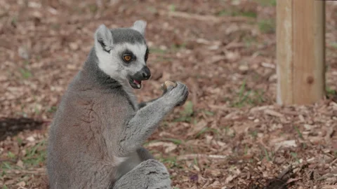 A ring-tailed lemur sitting eating a piece of fruit - close up. 4K tripod. Stock Footage 220310662