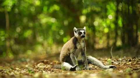 Ring Tailed Lemur sitting Stock Footage 58640616