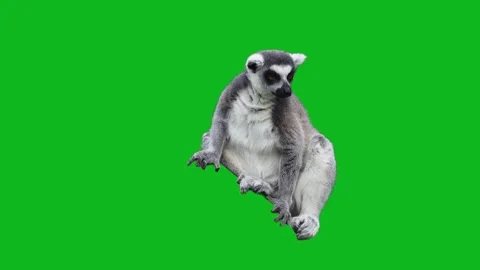 Ring-tailed lemur sitting full body isolated on green background. Stock Footage 342281699