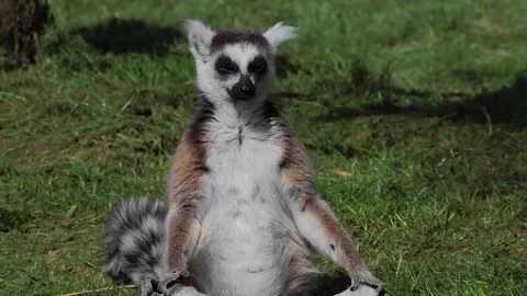 Ring-tailed lemur sitting in a funny sunbathing meditation pose. slow motion Stock-Footage 331125600