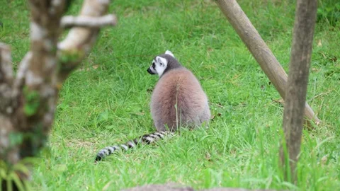 Ring-tailed lemur sitting in grass, looking back, surrounded by trees 動画素材 338008741