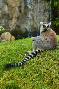 Ring-tailed lemur sitting on the grass Stock Photos