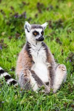 Ring Tailed Lemur sitting in the grass Stock Photos