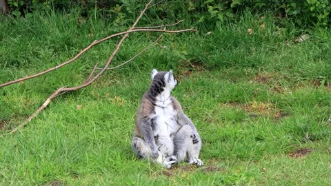 Ring tailed lemur sitting on green grass Stock Footage 244265770