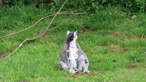 Ring tailed lemur sitting on green grass Video stock 244293476