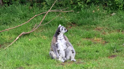 Ring tailed lemur sitting on green grass Stock Footage 244294956