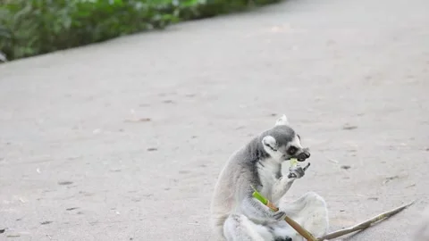 Ring-Tailed Lemur Sitting on Ground and Eating Food in Australia Vídeos de archivo 331185513