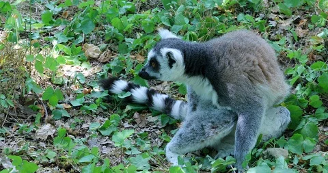 Ring Tailed Lemur Sitting In Nature Stock-Footage 94389751
