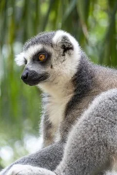 Ring tailed lemur, sitting observing its environment, hairy animal, cousin of Stock Photos