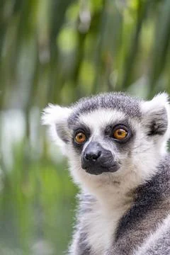 Ring tailed lemur, sitting observing its environment, hairy animal, cousin of Foto stock