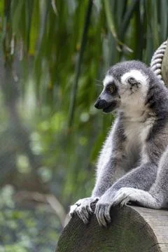 Ring tailed lemur, sitting observing its environment, hairy animal, cousin of Foto stock