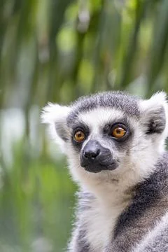Ring tailed lemur, sitting observing its environment, hairy animal, cousin .. Stock Photos