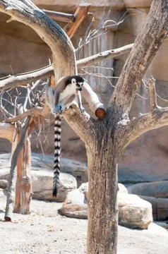 Ring tailed Lemur sitting Stock Photos