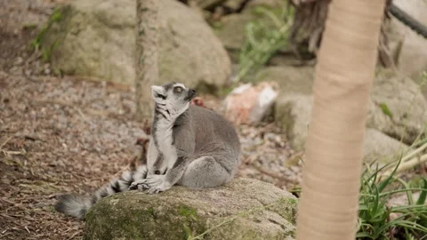 Ring-Tailed Lemur Sitting on Rock Looks Up Before Standing and Leaving Frame Stock Footage 242827418