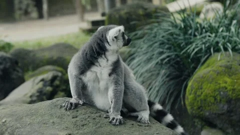 Ring-tailed lemur sitting on a rock looking around Stock-Footage 305355760