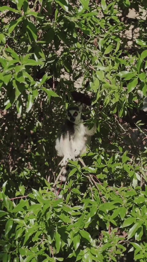 Ring-tailed lemur sitting on tree and eating green leaves Stock Footage 302928827