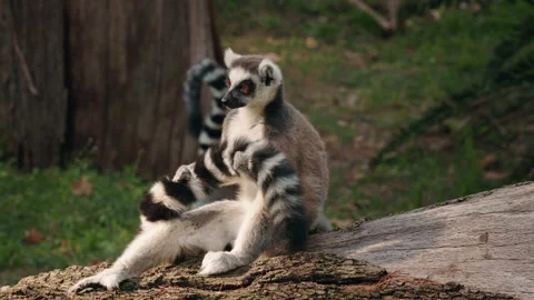Ring-tailed lemur sitting on a tree trunk, holding its striped tail with paws in 스톡 동영상 318171549