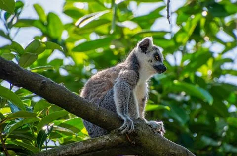 Ring tailed Lemur sitting in a tree Stock Photos